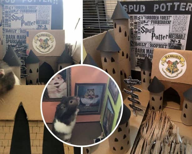 Lisa Murray-Lang, 44, used cardboard boxes and dolls furniture to recreate iconic scenes for her Syrian hamster, Spud, to explore.