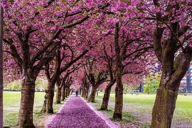 This image of the Meadows in Edinburgh was captured in May 2020. Picture: Snapsbyshirin