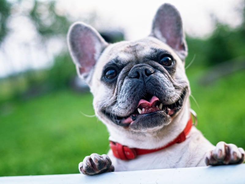 Completing our top 10 Frenchie names is Winston. This is the most popular name for the English Bulldog - inspired byt the World War Two Prime Minister Winston Churchill - but is also popular with owners of their French cousins.