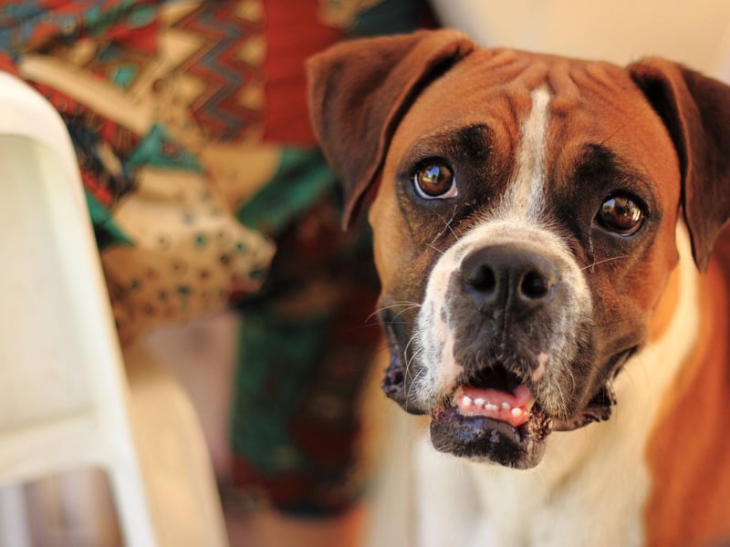 The Boxer is a hunting mastiff developed in Germany in the late 19th century from the now-extinct Bullenbeisser and Bulldogs imported from the UK.