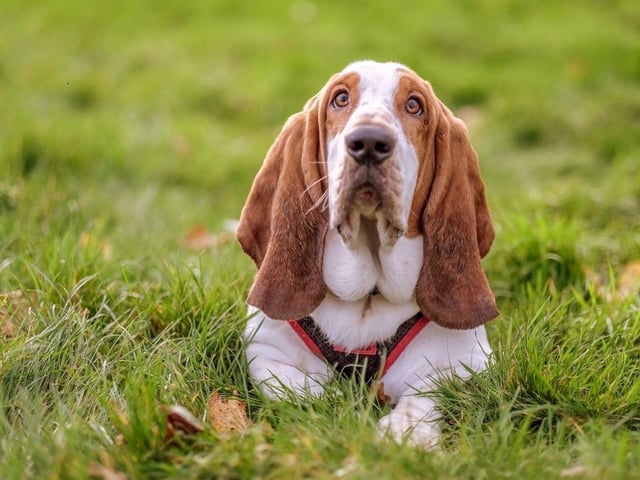 Moving to the dogs you shouldn't trust to guard...anything. The Basset Hound is one of the most sociable breeds of dog, well known for getting on with everybody. Unfortunately that includes complete strangers, such as potential intruders.