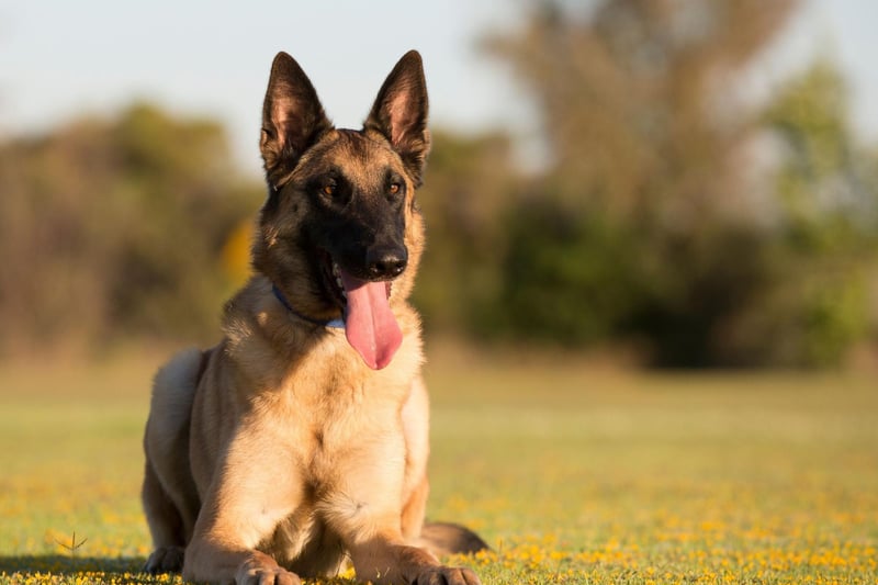 10 Best Military Dogs