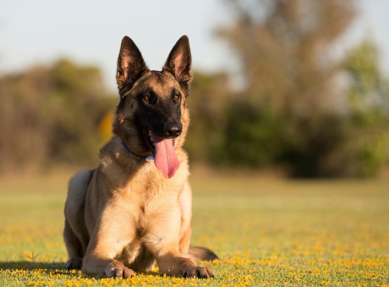 The Belgian Malinois have largely the same attributes as their German Shepherd cousins, but come in a slightly smaller package. The fact that they are more compact can be crucial for missions requiring animals to be parachuted into war zones, or access narrow passages.