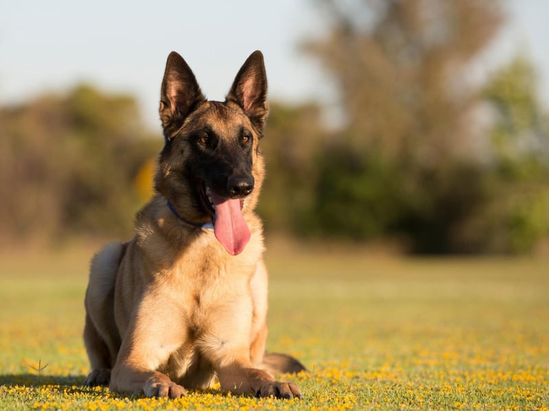 The Belgian Malinois have largely the same attributes as their German Shepherd cousins, but come in a slightly smaller package. The fact that they are more compact can be crucial for missions requiring animals to be parachuted into war zones, or access narrow passages.