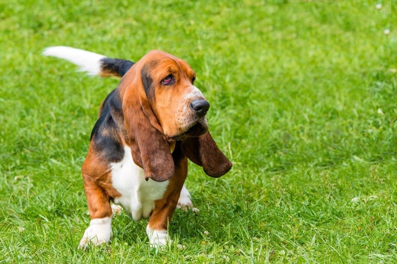 Basset Hounds are utterly adorable but are prone to a range of joint issues, digestive issues including bloating and the serious blood clotting condition Von Willebrand. Taking out health insurance on this breed is essential and regular vet visits for checkups recommended.