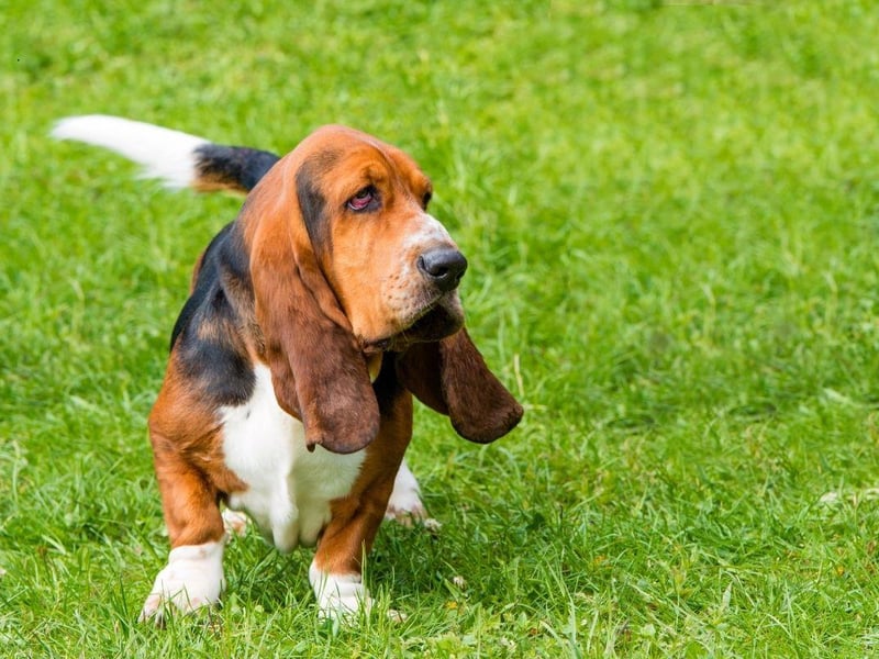 Basset Hounds are utterly adorable but are prone to a range of joint issues, digestive issues including bloating and the serious blood clotting condition Von Willebrand. Taking out health insurance on this breed is essential and regular vet visits for checkups recommended.
