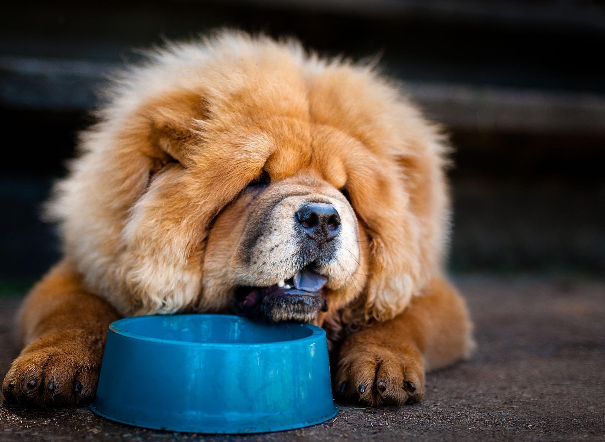 how smart is a chow chow