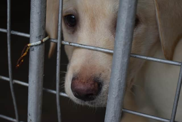 The puppies were being transported illegally into the country