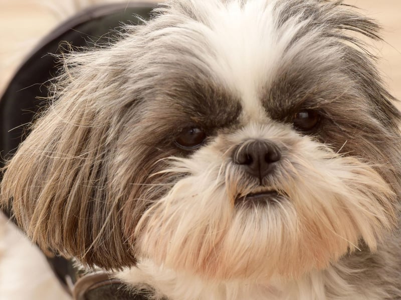 Another breed bred to sit in the laps of royalty - this time in Tibet - the Shih Tzu also sheds very little hair so is a good choice for people with allergies.