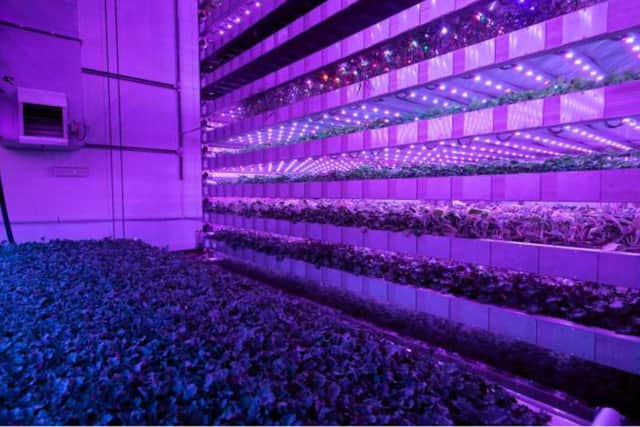 Vertical farms can be built anywhere, requiring no arable land and using only a fraction of the space and water needed to raise crops in conventional outdoor settings