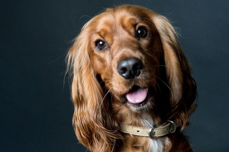 Particularly well-suited to supporting children with mental health challenges, the Cocker Spaniel is a sweet and consistant companion with long, silky, therapeutic fur.