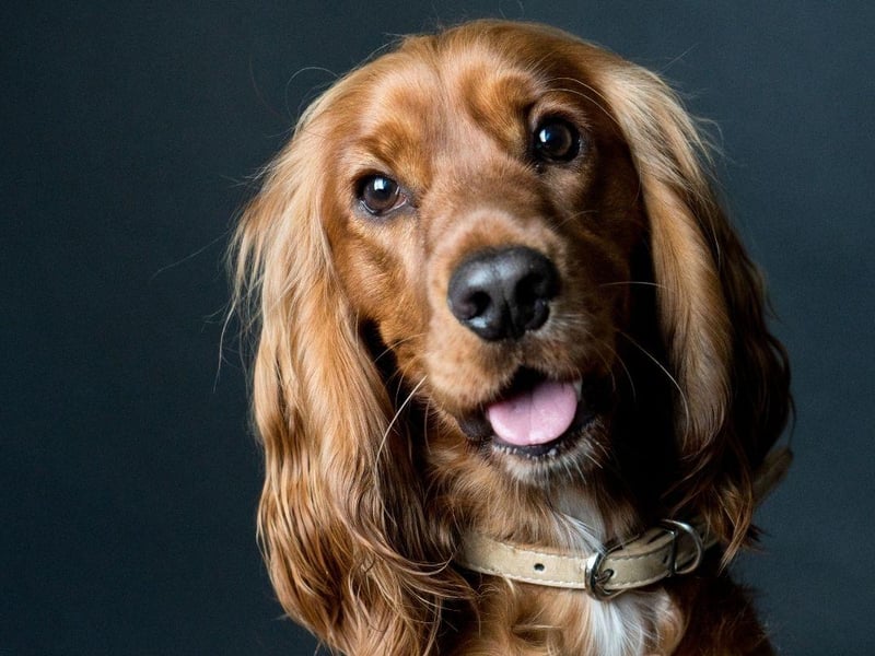Particularly well-suited to supporting children with mental health challenges, the Cocker Spaniel is a sweet and consistant companion with long, silky, therapeutic fur.
