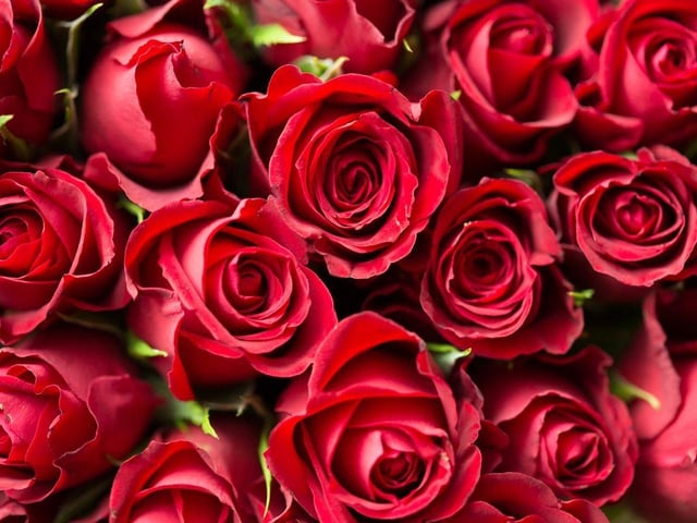 It's good news for the most romantic of the flowers - roses are safe for dogs. Just make sure the thorns are removed in case your four-legged friend decides it would be fun to chew the stems.
