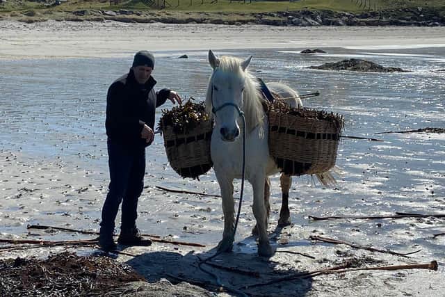 Donald John MacInnes with one of his six pure breeds harnessed up with baskets to show the traditional way of the pony.