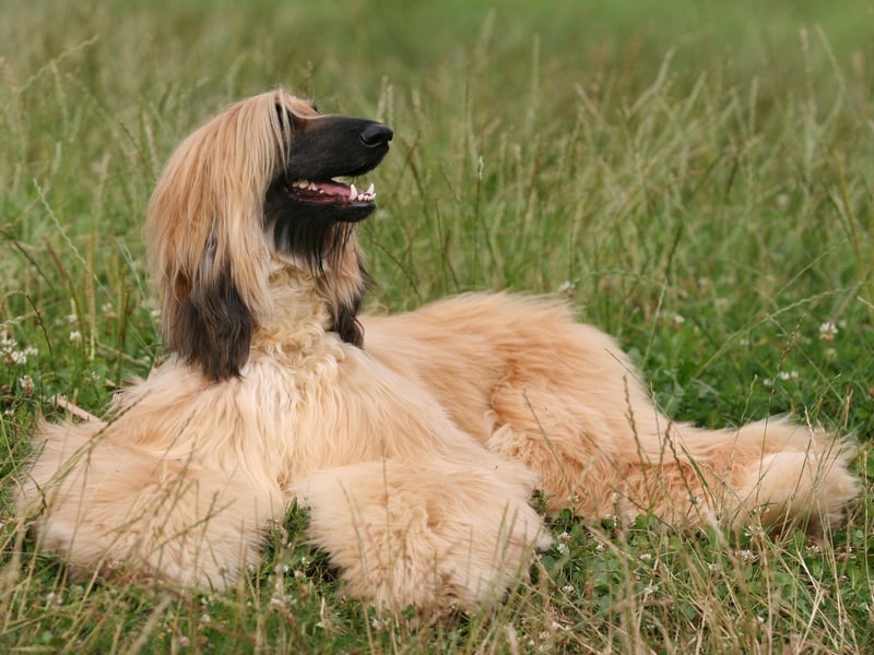There are at least 13 types of Afghan known in Afghanistan - experts can tell which part of the country a dog comes from just by looking at them.