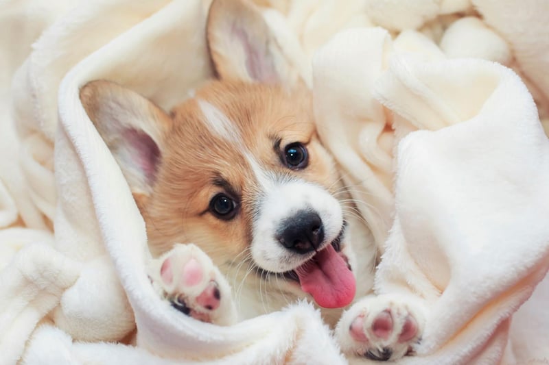 They may be a favourite of the Queen, but the Welsh Pembroke Corgi can be royally naughty - many a pair of shoes have fallen foul of thier love of chewing.