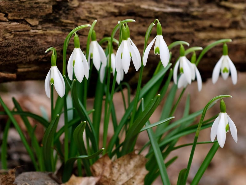 A great option for families - as there are several children's play areas - Finlaystone Country Estate, in Renfrewshire, has blankets of snowdrops scattered amidst flowing burns and cascading waterfalls. There are also a range of fun family activities throughout the year.