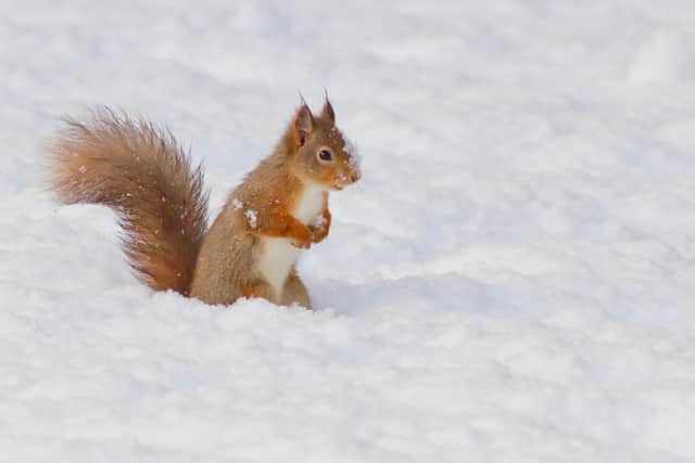 Red squirrels are native to the UK but populations have crashed, with only around 160,000 left across the nation, most of them in Scotland. Picture: Steve Gardner