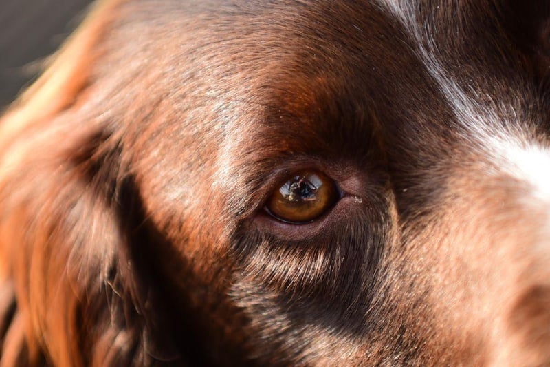 Springer Spaniels commonly develop glaucoma and cataracts, particularly later in life. A trip to the vet is required if your pet's eyes are cloudy, red or itchy.