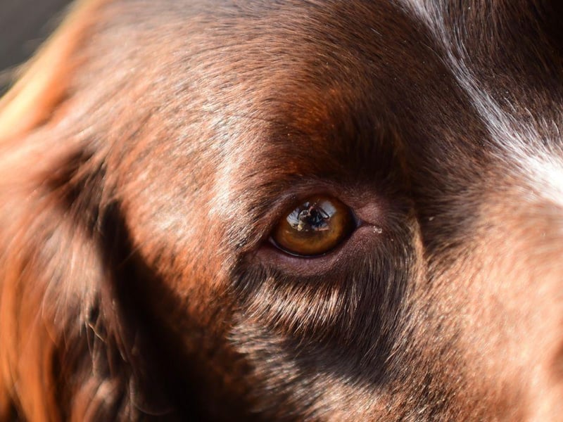 Springer Spaniels commonly develop glaucoma and cataracts, particularly later in life. A trip to the vet is required if your pet's eyes are cloudy, red or itchy.