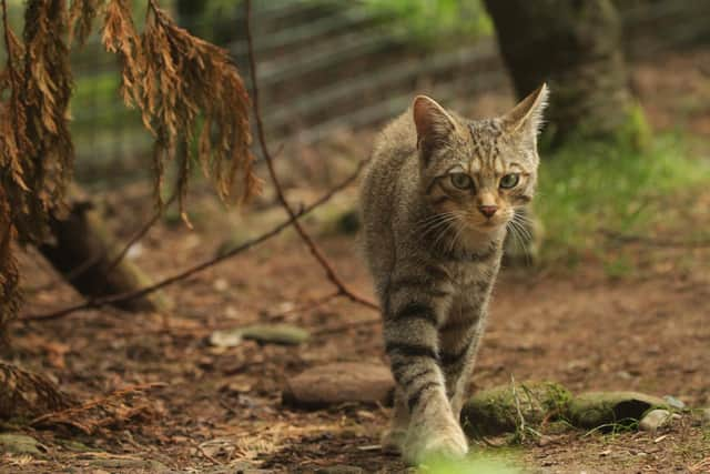 A Wildcat at Highland Wildlife Park.