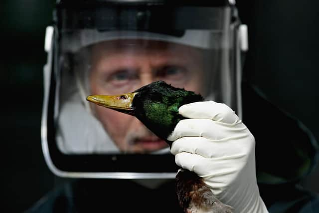 Concern has been growing that avian influenza, aka bird flu, could spark the next human pandemic after it was found to have infected mammals like otters (Picture: Jeff J Mitchell/Getty Images)