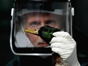 Concern has been growing that avian influenza, aka bird flu, could spark the next human pandemic after it was found to have infected mammals like otters (Picture: Jeff J Mitchell/Getty Images)