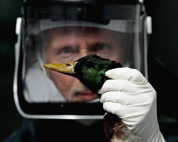 Concern has been growing that avian influenza, aka bird flu, could spark the next human pandemic after it was found to have infected mammals like otters (Picture: Jeff J Mitchell/Getty Images)