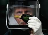 Concern has been growing that avian influenza, aka bird flu, could spark the next human pandemic after it was found to have infected mammals like otters (Picture: Jeff J Mitchell/Getty Images)