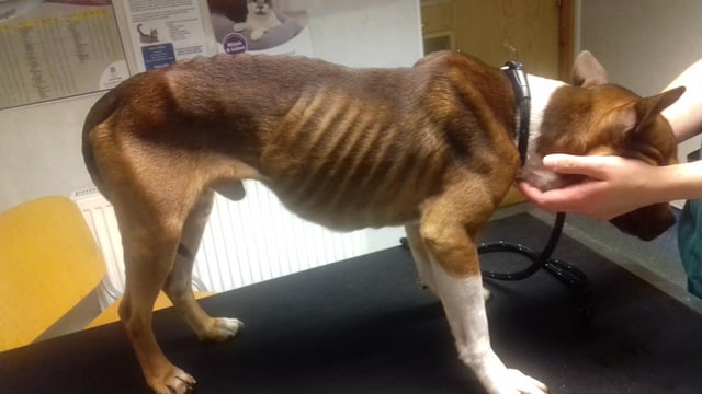 Harvey weighed just over 10kg when he should have been around 17kg.