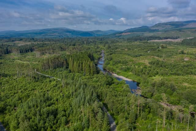 The Wood of Cree, in Newton Stewart, is the largest ancient wood in southern Scotland. Picture: Liam Anderstrem