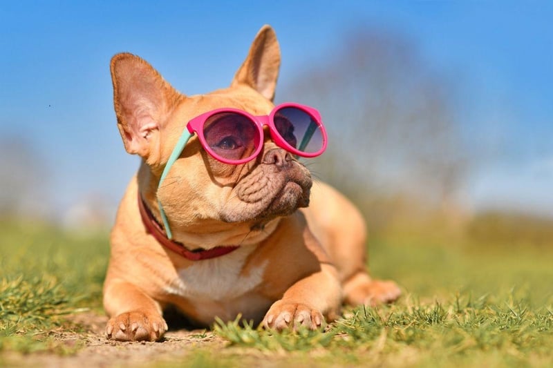 The French Bulldog is the second most popular dog in the UK (behind the significantly noisier Labrador Retriever). It is a particularly good choice for those living in flats, since they rarely bark and don't need a huge amount of room.