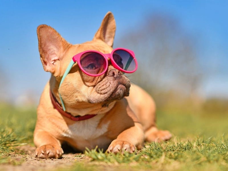 The French Bulldog is the second most popular dog in the UK (behind the significantly noisier Labrador Retriever). It is a particularly good choice for those living in flats, since they rarely bark and don't need a huge amount of room.