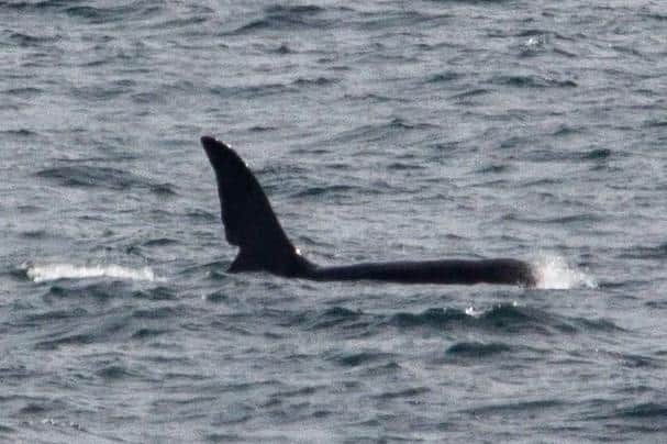John Coe, one of eight killer whales in Scotland's only resident pod - known as the West Coast Community - was spotted off the coast of Cornwall on 5 May. Picture: ©Will McEnery-Cartwright, Instagram: mc_naturelife