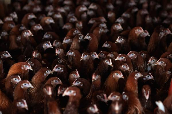 The close confinement of chickens can create the perfect breeding ground for new types of diseases to emerge (Picture: Jamie McDonald/Getty Images)