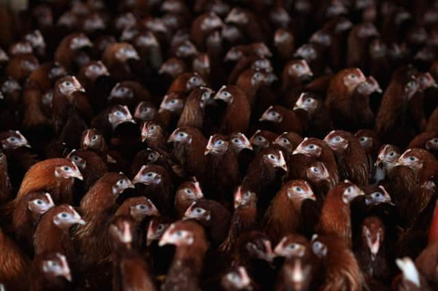 The close confinement of chickens can create the perfect breeding ground for new types of diseases to emerge (Picture: Jamie McDonald/Getty Images)