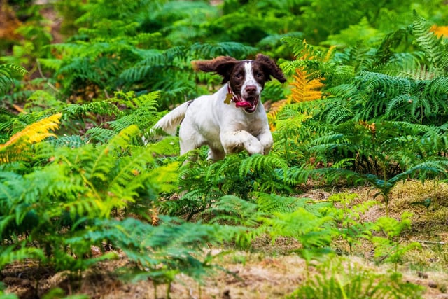 An excited Springer Spaniel is no respector of property or belongings - only the highest shelves are safe from this breed.