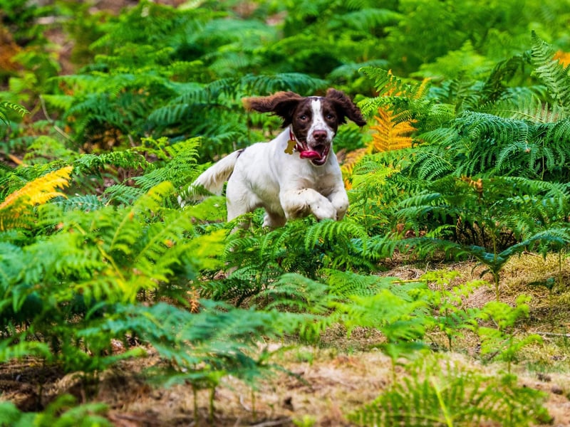 An excited Springer Spaniel is no respector of property or belongings - only the highest shelves are safe from this breed.