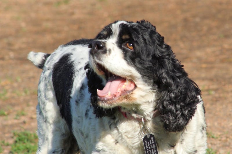 Dogs with heavy, floppy ears and thick hair are most at risk of infected ears - and the Cocker Spaniel ticks all these boxes.