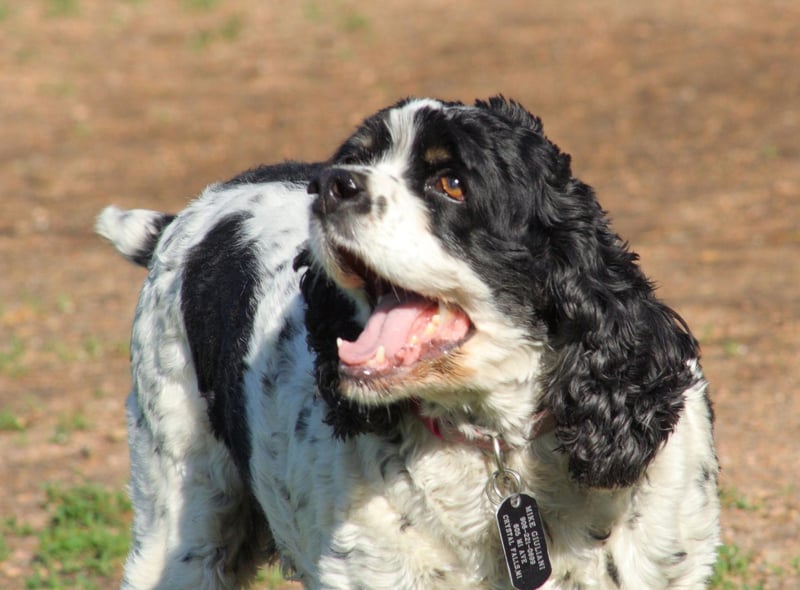 Dogs with heavy, floppy ears and thick hair are most at risk of infected ears - and the Cocker Spaniel ticks all these boxes.