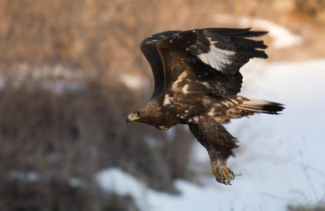 Protected - but golden eagles are preyed upon by criminals.