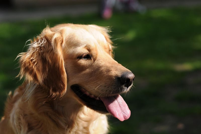 Beating its close cousin the Labrador Retriever to a place in the top 11, the Golden Retriever can boast 146 acting credits. Hit films include the Homeward Bound series, The Retrievers and A Dog's Purpose.