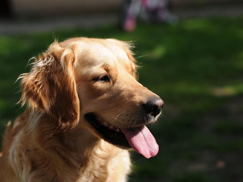 Beating its close cousin the Labrador Retriever to a place in the top 11, the Golden Retriever can boast 146 acting credits. Hit films include the Homeward Bound series, The Retrievers and A Dog's Purpose.