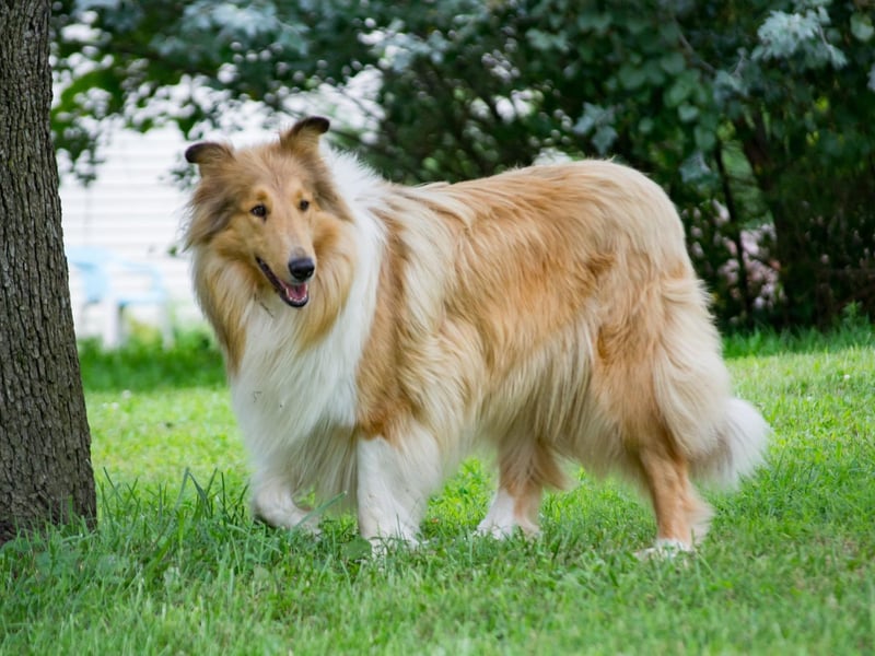 Another dog breed that needs regular brushing on account of its fluffiness, the rought-coated Collie actually has two layers of hair - and the soft undercoat is so thick it's difficult to even see this pup's skin through it.