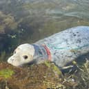 The stricken seal's mournful eyes appear to be pleading for some human help
Pic: BDMLR/Emma Neave-Webb