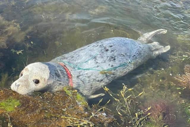 The stricken seal's mournful eyes appear to be pleading for some human help
Pic: BDMLR/Emma Neave-Webb