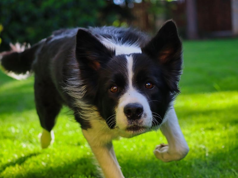 The Border Collie is both the world's most intelligent dog, and one of the most energetic. A lack of constant stimulation can cause them to become aggitated and stressed - meaning housing this dog in a small flat is tantamount to cruelty.