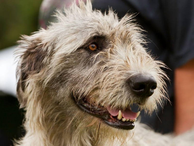 The world's tallest breed of dog is also one of its most short-lived, with an average livespan of 6-10 years.