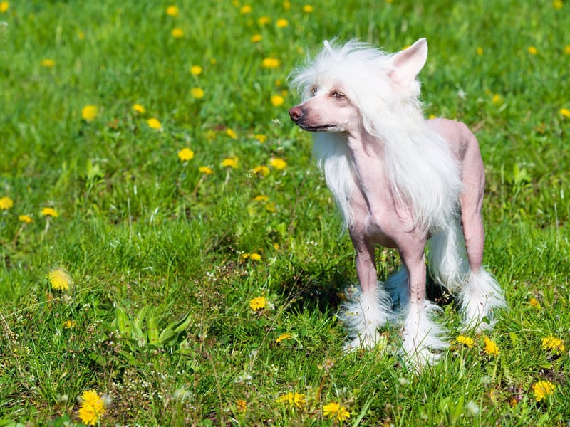 One of the most regular winners at the World's Ugliest Dog competition held every year in California, the Chinese Crested looks completely unlikely any other breed. Despite their challenging looks, these dogs can melt the hardest heart.
