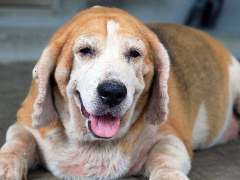 The oldest recorded Beagle was called Butch, from the USA, who lived until he was 28. More usually, Beagles can be expected to live for between 12 and 16 years.